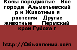 Козы породистые - Все города, Альметьевский р-н Животные и растения » Другие животные   . Пермский край,Губаха г.